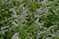 Leaves and flowers of the true peppermint, Mentha piperita, in summer, Bavaria, Germany, Europe Royalty Free Stock Photo